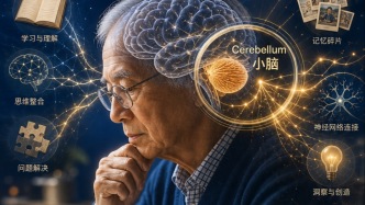 为什么年过七旬仍思维敏捷且记忆力超群？答案可能在小脑