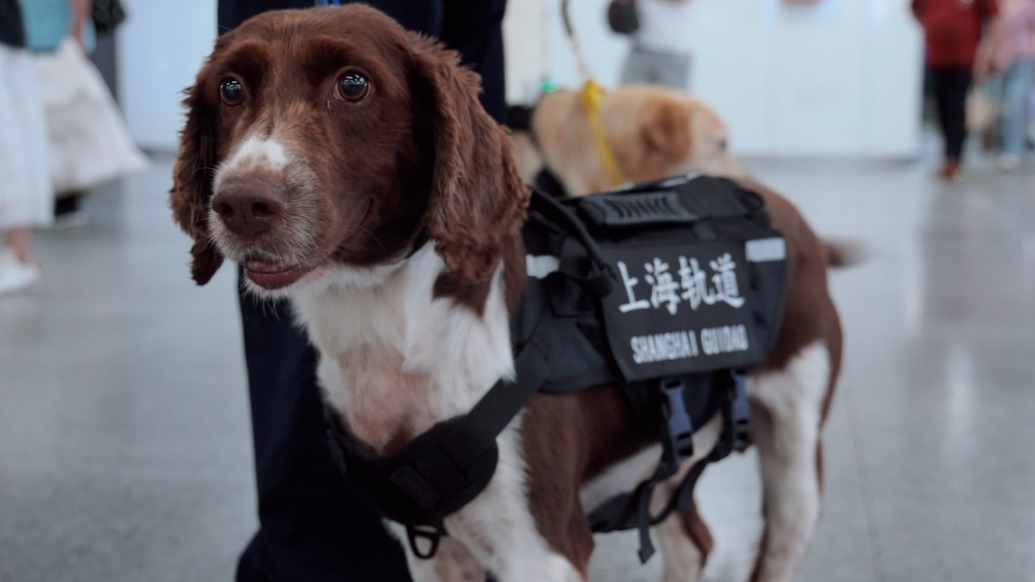 一只合格的轨交警犬,需要有怎样的“工作状态”?
