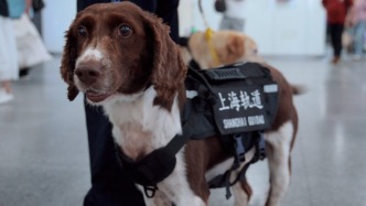 一只合格的轨交警犬，需要有怎样的“工作状态”？