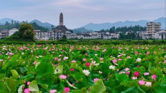 “赏荷花·吃龙虾”粉丝消费季在四川开江启幕：邀您轻奢游、慢生活