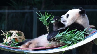 直播丨在竹海中听风，看大熊猫的悠然夏梦