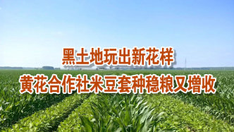 【建设现代化县域产业】黑土地玩出新花样！黄花合作社米豆套种稳粮又增收