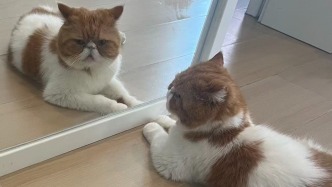 夜读｜送别猫咪爱一