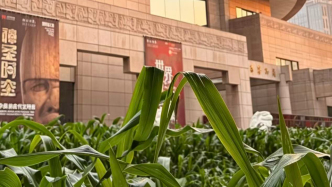 现场｜穿过上海市中心的玉米地，遇见美洲古文明