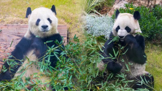 熊猫馆灯具故障出现火苗，无锡动物园：已处置、大熊猫无恙