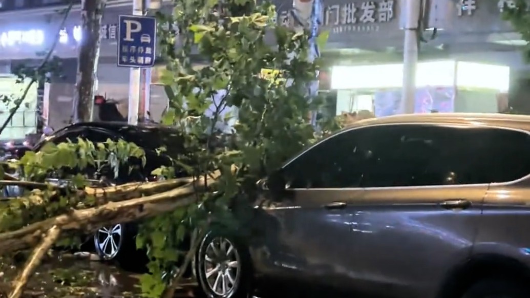 江西景德镇暴雨大风树木被吹倒,市民:有人被砸众人抬树救人