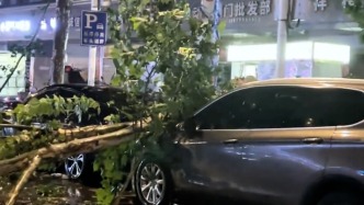 江西景德镇暴雨大风树木被吹倒，市民：有人被砸众人抬树救人