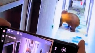 藏马熊凌晨闯进酒店举前爪推开住客房门，酒店工作人员：它自行退出，无人受伤