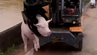直击南宁洪灾丨村民用抓木机在洪水中打捞生猪：等失主认领，无主猪将捐出
