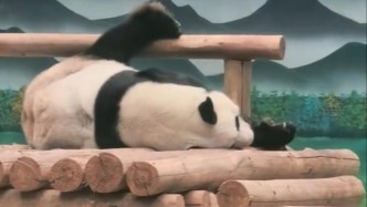 广西柳州市动物园回应园区积水情况：大熊猫未受影响，状态良好
