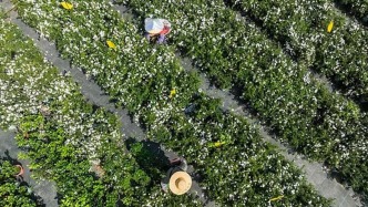 “中国茉莉之乡”遭遇洪灾：大片花田被淹，部分花茶商家称“暂时无法发货”