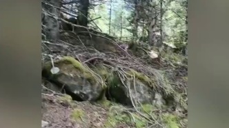 四川甘孜一男子进山采蘑菇疑遭黑熊袭击遇难，当地林业局回应