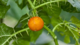 抗胃癌的10种中药