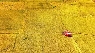 我国夏粮产量首超3000亿斤，哪些因素撑起夏粮满仓？