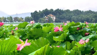 西湖景区各公园景点7月13日起恢复开放,游步道解除临时封控