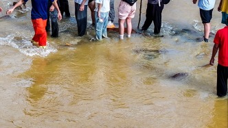 广西多地提示防范野生蛇类：穿高筒雨靴涉水，持长棍探路