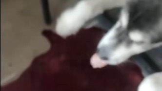 犬主称宠物犬吃低价狗粮后吐血身亡，商家否认质量问题但已退款