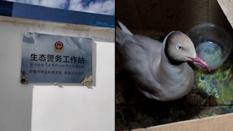 天路Vlog丨海拔4513米的派出所里住进一只红嘴鸥，民警轮班当“奶爸”