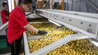 从枝头到舌尖全程冷链，大荔冬枣全产业链护航新鲜