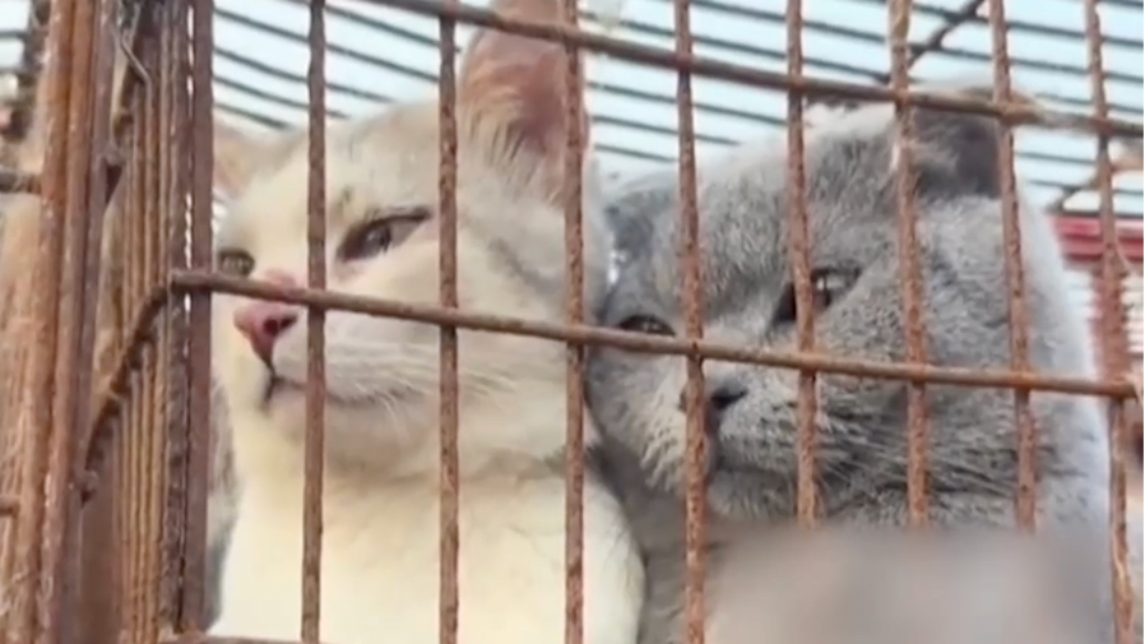 你家丢的猫可能在这辆车上!莱州一货车塞满近700只被盗猫