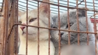 你家丢的猫可能在这辆车上！莱州一货车塞满近700只被盗猫