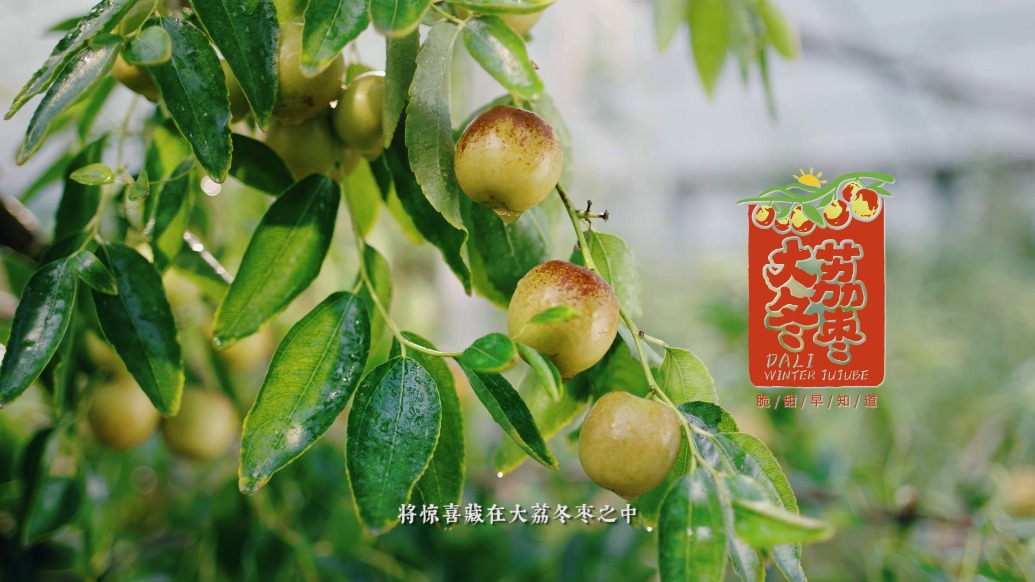 大荔冬枣2026上海发布品鉴会开幕,现场播放宣传片