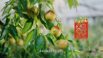 大荔冬枣2026上海发布品鉴会开幕，现场播放宣传片