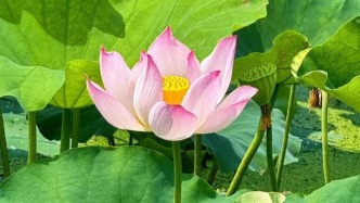 二十四节气·大暑 | 水韵练塘，满目清翠