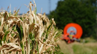 欧洲6月热浪致粮食减产900万吨，法国预计受损最严重