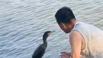 鱼鹰站河边不动，过路男子检查发现其被鱼钩挂住：它似乎在“求助”，最终帮它脱困