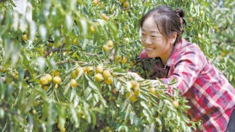 大荔大暑时节卖冬枣：能从春天一直卖到秋天