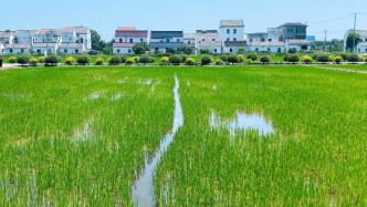 这场稻田里的市民圆桌会，如何为“沪派江南”谋良策？
