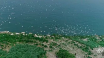 中国黄（渤）海候鸟栖息地再次扩展，辽宁长山群岛成功纳入世界自然遗产