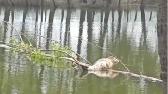 沈阳一乡村鱼塘闯入呆萌海豹，镇政府：下大雨时顺着蒲河游过来的