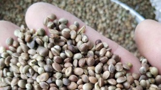 三人售火麻种子被判缓刑案再审：二审维持有罪判决