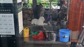 宠物狗趴餐饮店内的台面上被质疑不卫生，店主：非操作台，是放杂物的地方