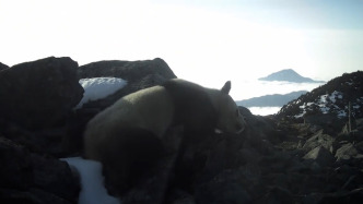 四川蜂桶寨国家级自然保护区：海拔4120米流石滩首现大熊猫，与雪豹同域共生