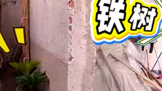 男子深夜盗走他人门前两棵铁树被行政处罚，辩称“喜欢养花看它们长势喜人”