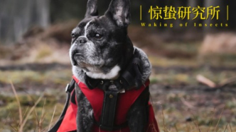 吃喝住行全面升级，宠物经济“再进化”