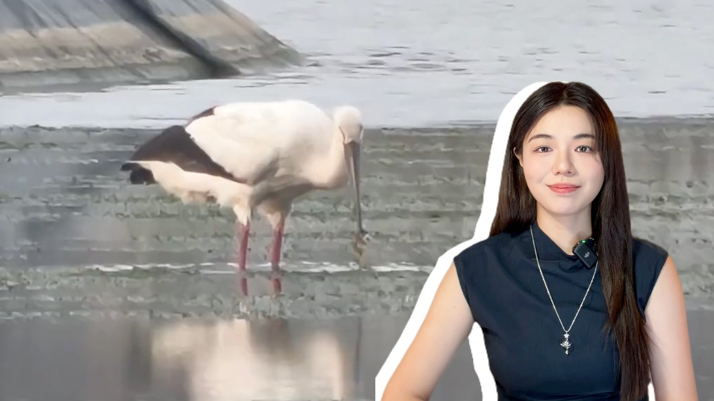 博闻| 65亩蟹塘成“鸟中大熊猫”食堂:一时得失之间,读懂人与自然的双向成全