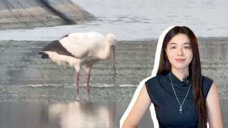 博闻｜ 65亩蟹塘成“鸟中大熊猫”食堂：一时得失之间，读懂人与自然的双向成全 
