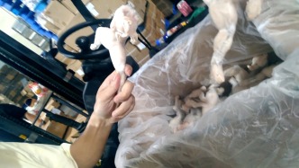 澎湃回声｜广东汕头澄海区通报2家企业涉牛蛙产品抗生素超标：封存抽样送检，开展专项排查