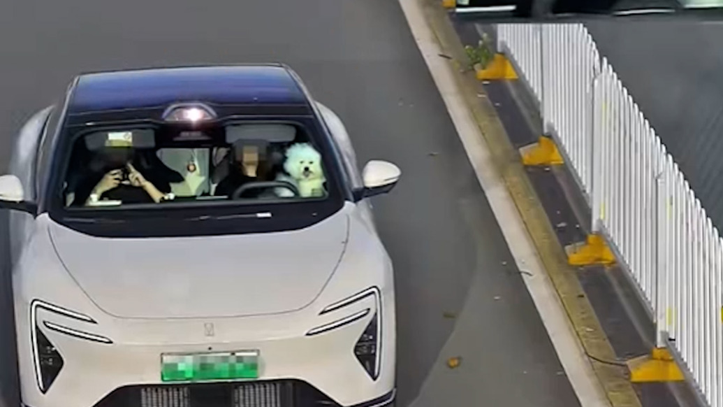 “司机”竟是只狗？桂林交警处罚“怀抱宠物开车”违法行为