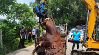 山东临朐集市黄牛受惊失控冲上高速，特警征得主人同意后开枪击毙