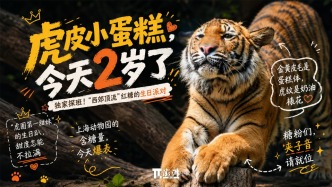 直播丨虎皮小蛋糕，2岁了！独家探班“西郊顶流”红糖的生日派对