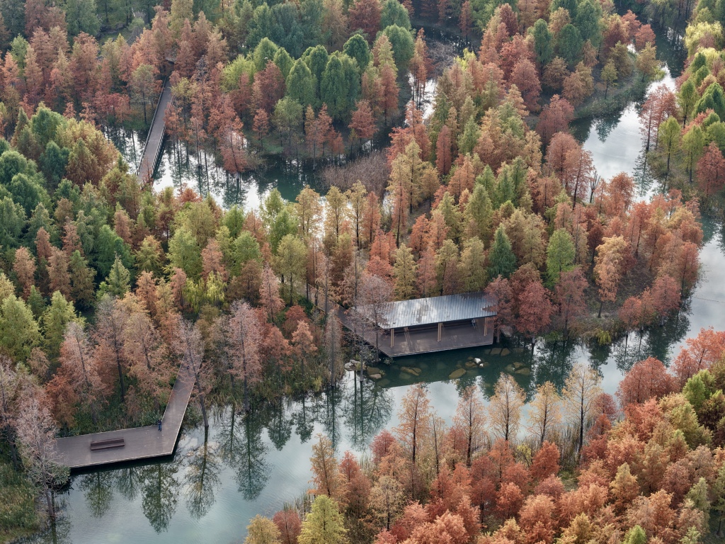 上海中心城区最大的杉林湿地即将进入最佳观赏期,记者实探