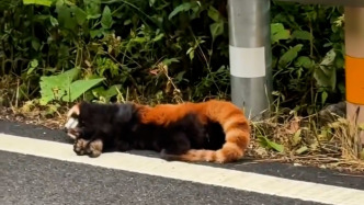 小熊猫山区遇车祸不幸身亡，目击者呼吁减速避让野生动物
