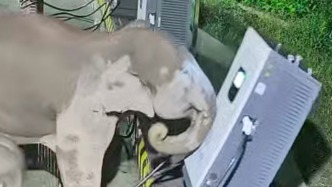野象脚被电线绊住同伴“怒砸”充电箱，充电站维修人员：维修费预估2万元