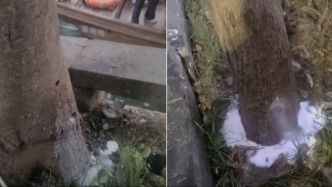 苏州平江历史街区老树疑遭“钻孔灌药”，姑苏区住建委：将持续跟进救助事宜