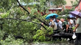 台风天香樟树压住两人，街坊从四面八方赶来施救